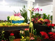 Eventos em Holambra (SP) fortalecem o setor varejista de flores