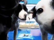 Prefeitura de Sorocaba dá início ao Mutirão de Castração de cães e gatos