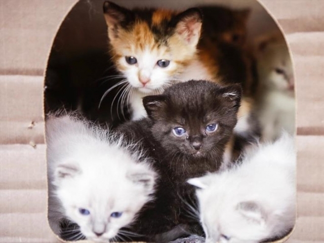 Dia Mundial do Gato: veja 5 cuidados que os tutores devem ter com os felinos