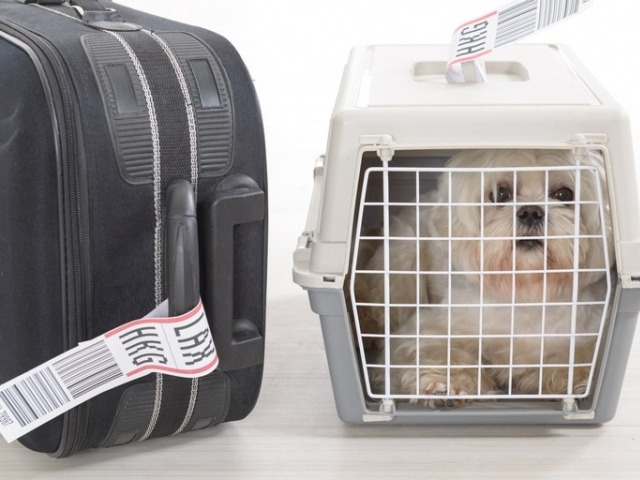 Viagens internacionais com pets aumentam nos meses de férias