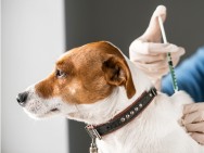 Vacina contra a raiva: quando é necessário aplicar no meu pet? 