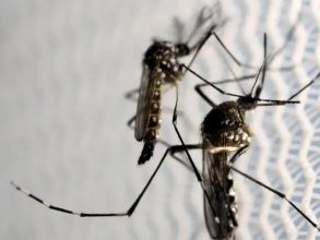 Itu confirma quarta morte por dengue em 2024