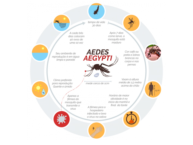 Evolução do Aedes aegypti