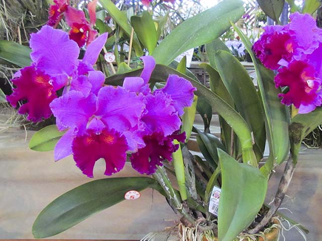 Várias espécies da flor estarão expostas