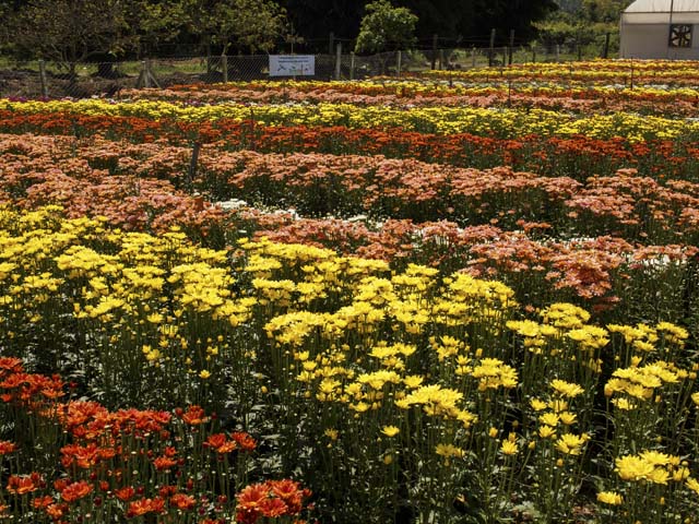 Campos de flores é atração turística da Expoflora 