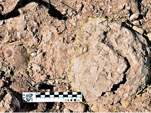 Ovos de titanossauros, como foram encontrados no sítio de descobrimento; escala em centímetros