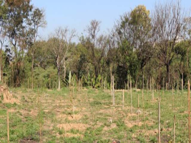 Projeto Replantar garante mais 340 mudas de árvores