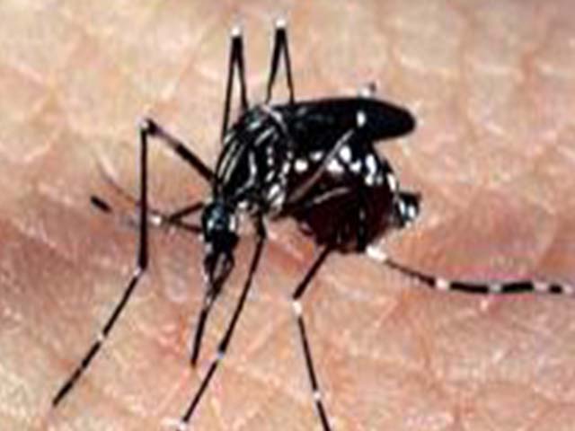 Aedes Aegypti 