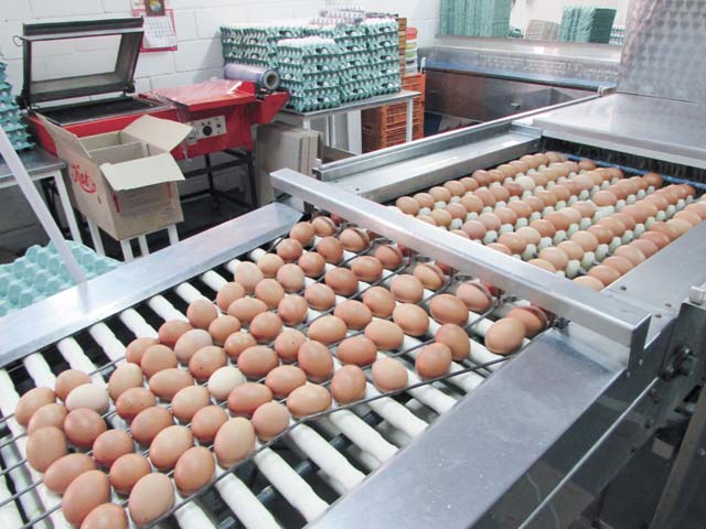 Ovos Kato possui selo de higiene e segurança do Ministério da Agricultura