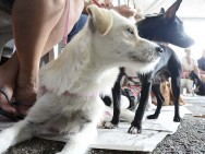 Moradores de 45 bairros de Sorocaba podem se inscrever para castração de cães e gatos