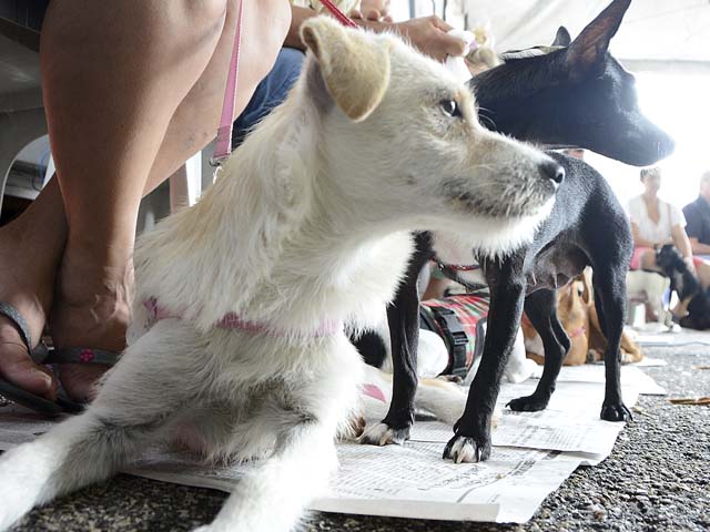 castração de cães e gatos 