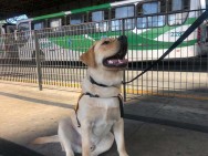 Treinamento de motoristas tem instrução de cão-guia