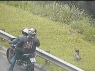 Bicho preguiça é resgatado em rodovia 