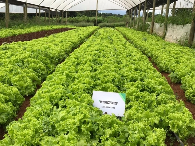 Área de plantio controlada pelos produtos desenvolvidos pela Insignes Insumos Agrícolas