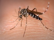 Cresce o número de casos de dengue na Região Metropolitana de Campinas 