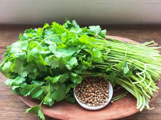 O coentro é um tempero rico em compostos fenólicos, ou seja, benéfico à saúde