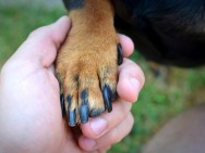 Saiba como e por que é importante cortar as unhas do seu cachorro