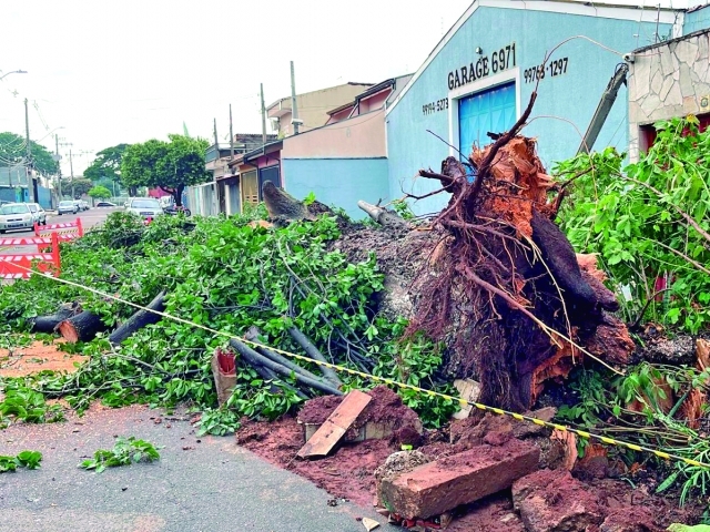 Na zona sul, cerca de  20 árvores caíram, segundo a Defesa Civil
