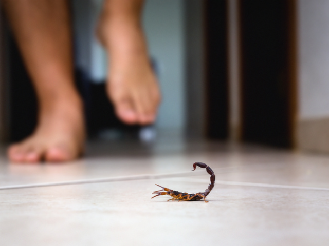 No Brasil, existem quatro tipos de espécie de escorpião: amarelo, marrom, amarelo-do-nordeste e preto-da-Amazônia, porém nem todos podem causar problemas graves à saúd