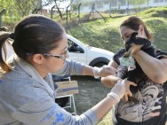Secretaria de Saúde inicia cadastramento de cães e gatos para vacinação contra raiva