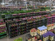 Mercado de flores estima incremento de 8% nas vendas para o Dia da Mulher