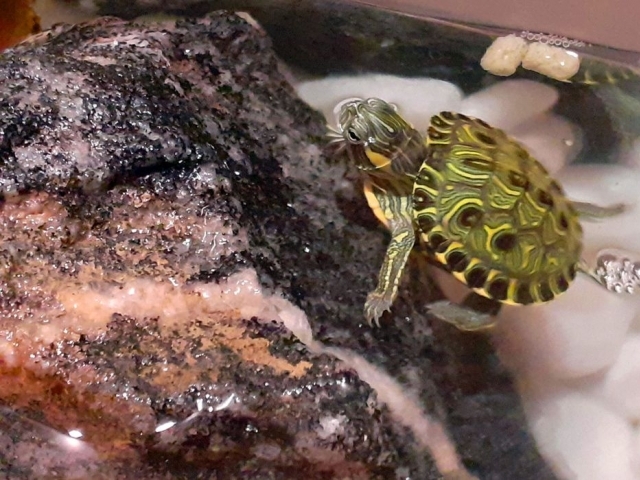 Tartaruga tigre-d’água brasileira (Trachemys dorbigni), nativa do Rio Grande do Sul.
