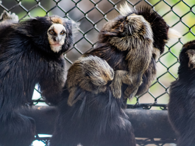 Sagui-da-serra-escuro, conhecido popularmente como sagui-caveirinha, está ameaçada de extinção