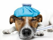 Estações mais frias exigem cuidados para proteger os pets da gripe canina