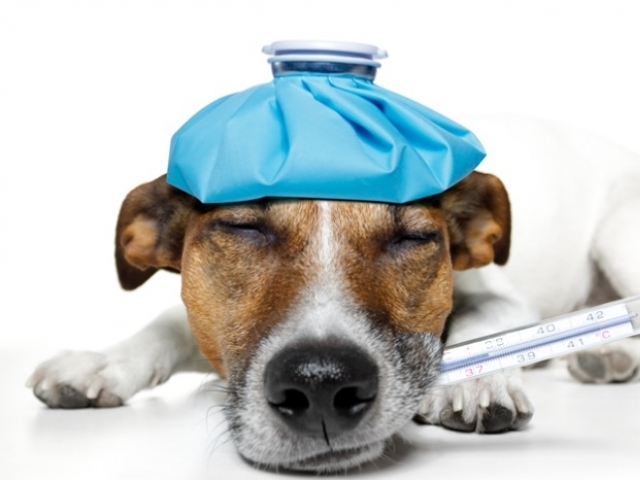 A gripe gera desconforto e mal-estar não só para o pet, mas também para as pessoas que convivem com ele