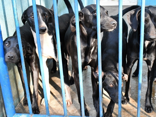 Feira para adoção de oito filhotes de cão