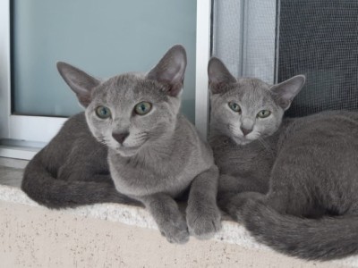 4ª Expo Gatos Sorocaba reúne os melhores gatos das Américas