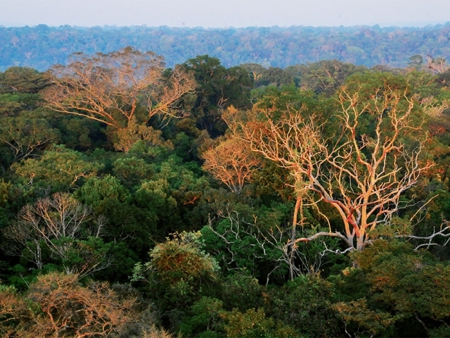 Rafael Silva Oliveira, um dos autores do artigo publicado na Nature, em trabalho de campo: coleta de amostras das plantas para o estudo foi realizada em 11 locais