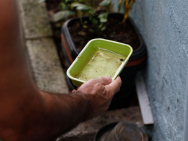 Casos de dengue na cidade de São Paulo chegam a 7.230