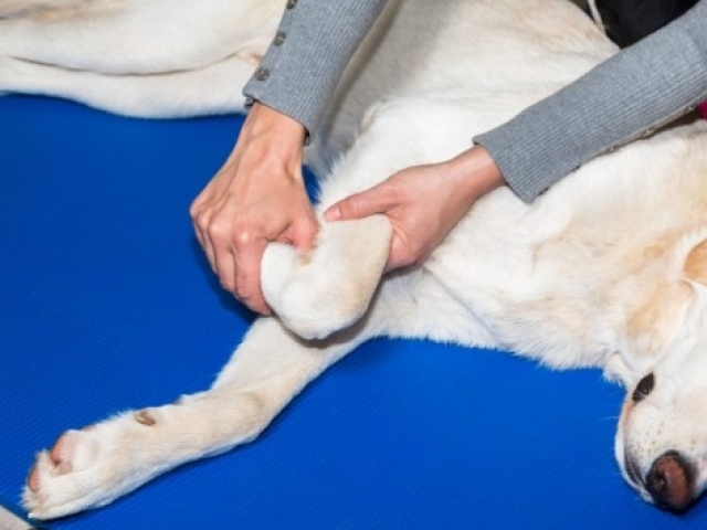 Ao sentir dores musculares e nas articulações, o pet diminui as atividades físicas e apresenta tremores