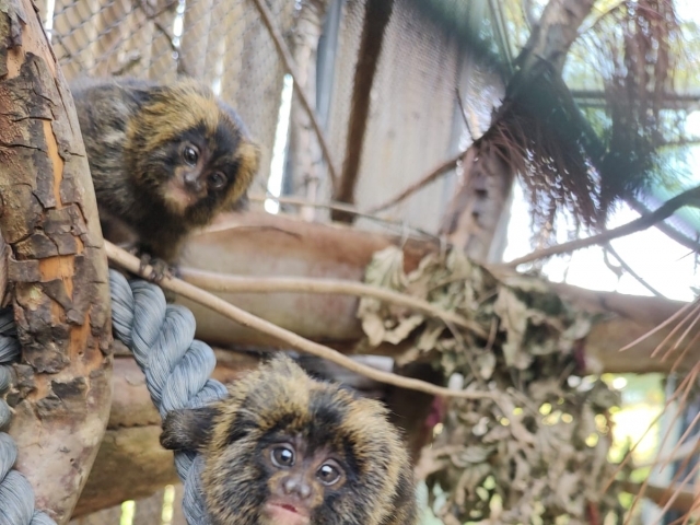 Filhotes de sagui-da-serra-escuro nascidos em março