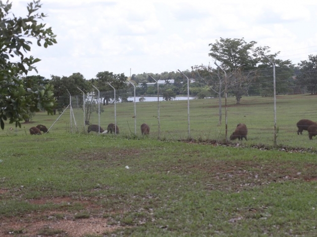 Animais são hospedeiros do carrapato transmissor da febre maculosa