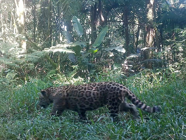 O filhote encontrado no Contínuo Ecológico de Paranapiacaba ainda não teve o sexo identificado