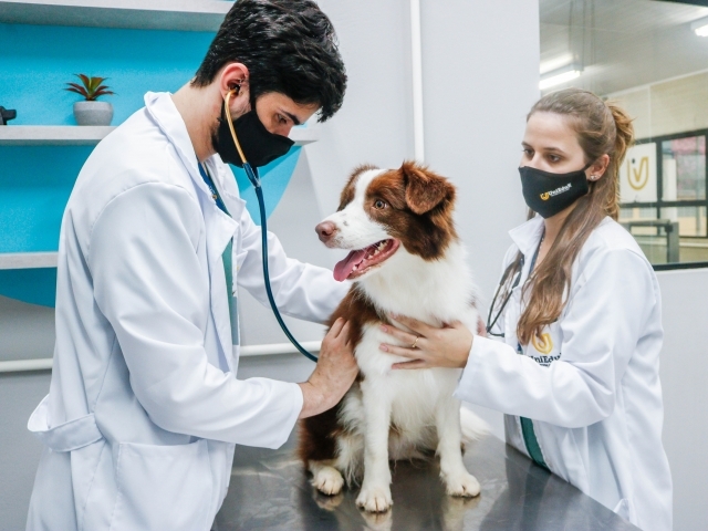Apesar de as doenças de inverno terem tratamento e cura, a médica-veterinária da UniMAX reconhece que a prevenção é sempre o melhor caminho