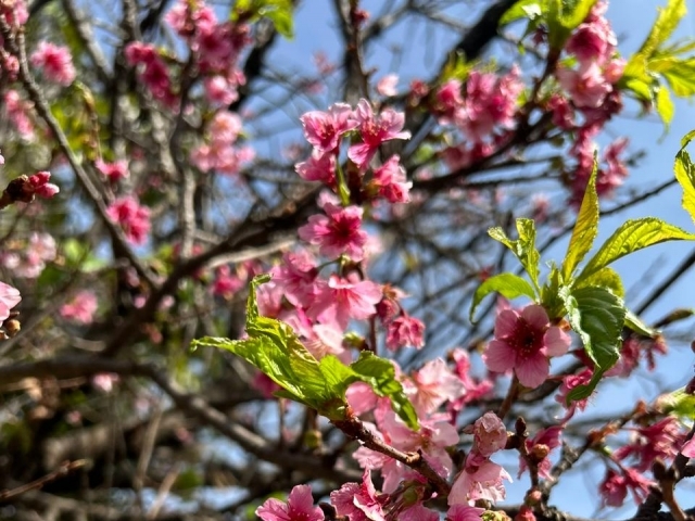 As cerejeiras, também conhecidas como sakura em japonês, são árvores simbólicas e tradicionais do Japão