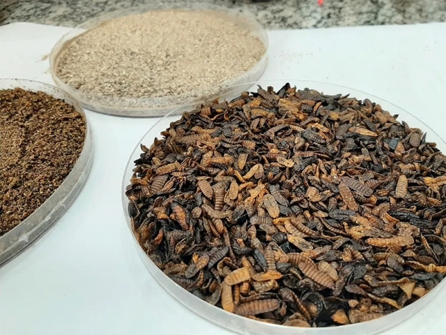  Larvas de mosca utilizadas para prepara os alimentos com alto teor de proteína