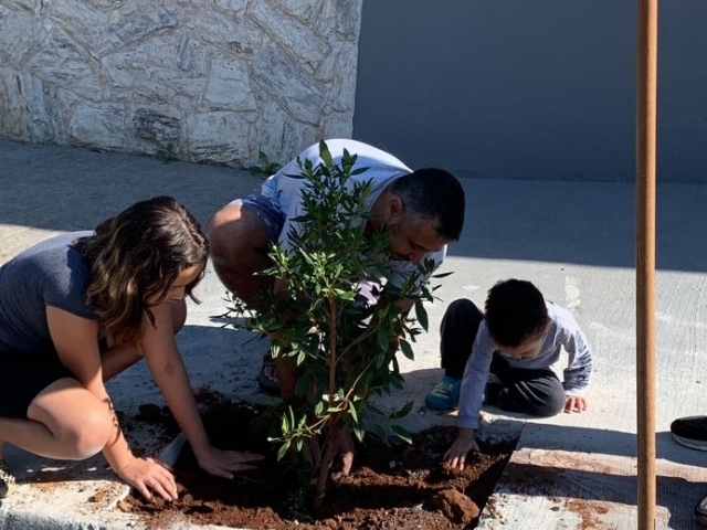 Moradores que desejarem plantar árvores nas calçadas de suas residências podem escolher espécie