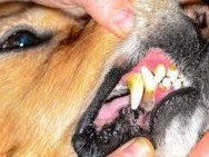 Você já ouviu falar em periodontite em cães e gatos? Saiba o que é e como tratar
