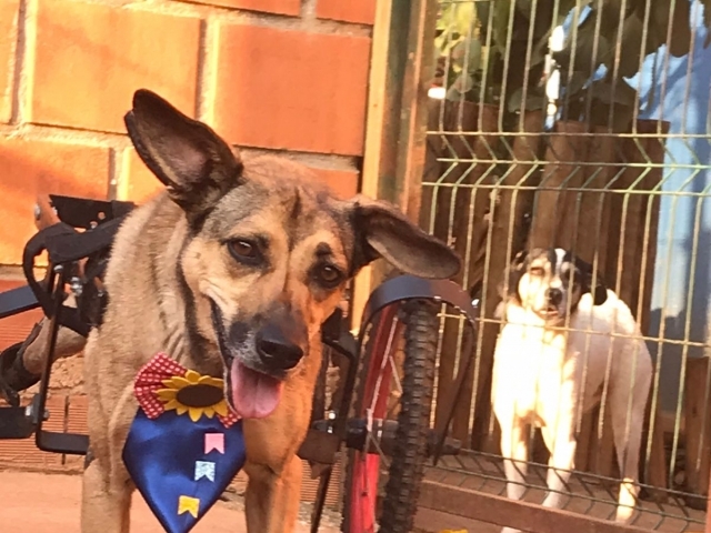 A Ong tem como missão promover o resgate, reabilitação e a doação responsável de animais em situação de risco e vulnerabilidade