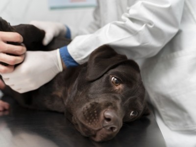Veterinário ensina a diagnosticar e como prevenir  o câncer em cães e gatos