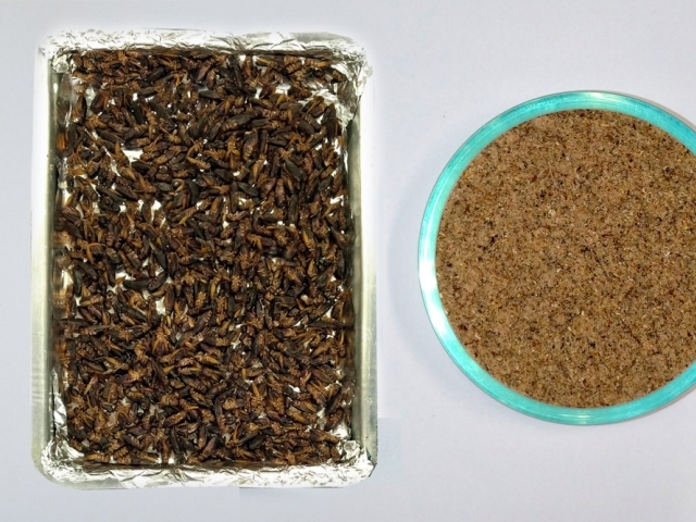 Em comparação com as carnes bovina, suína, de frango e de peixe os insetos possuem altos teores de proteína