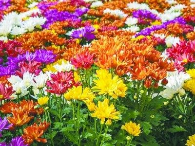 Feriado de Finados prevê aumento na venda de flores