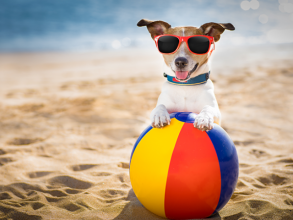 Férias em família: posso levar meu cachorro à praia? 