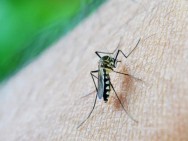 Itu registra primeira morte por dengue 