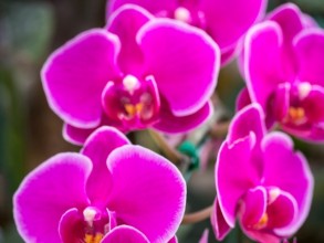Indaiatuba recebe evento de orquídeas com mais de 300 espécies raras e exóticas