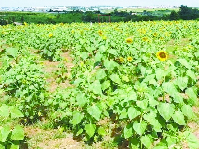 Local já se tornou conhecido em toda a região e recebe em média três mil pessoas por final de semana